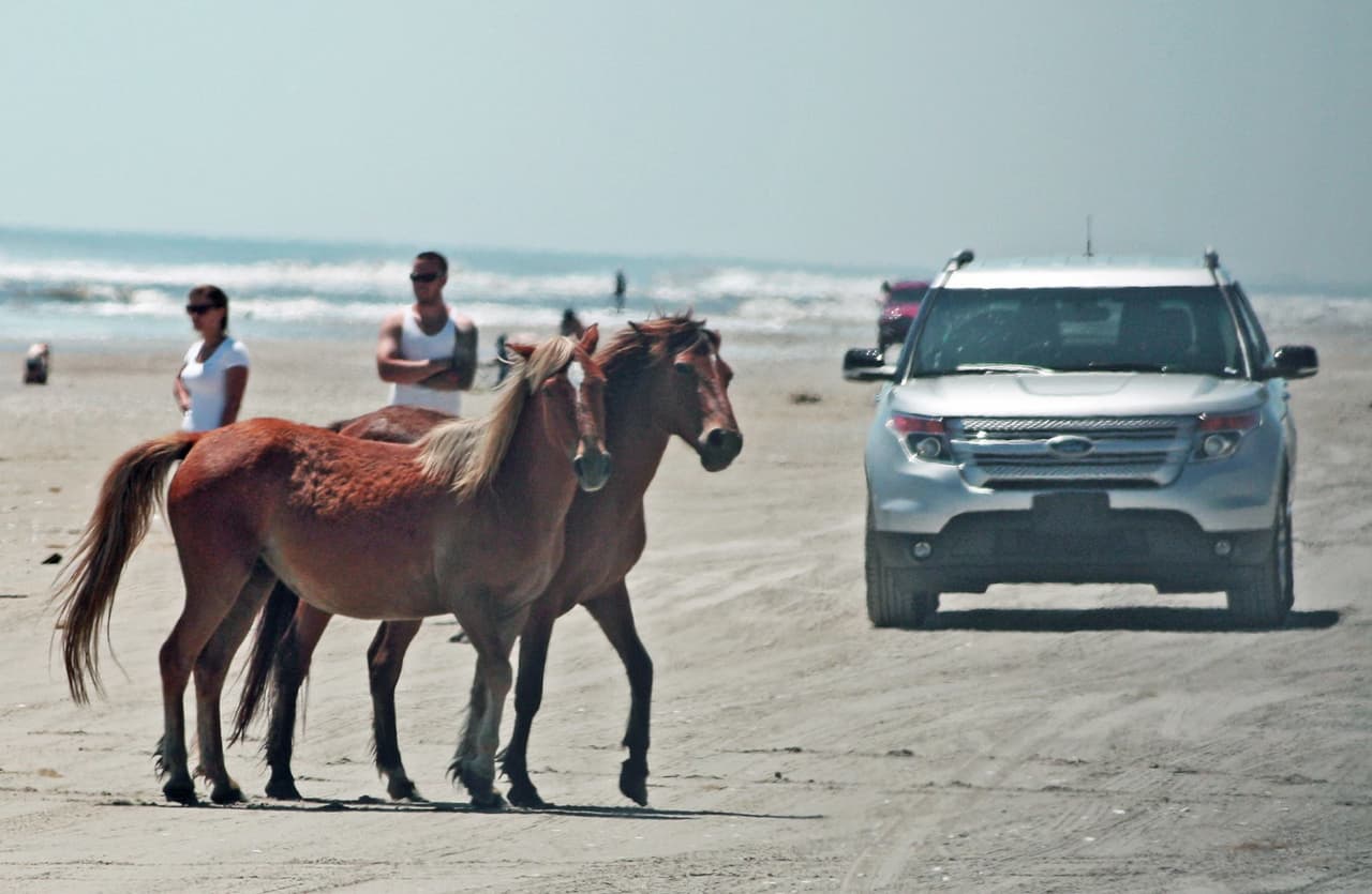 Aquí, los viajeros pueden ver caballos salvajes deambulando por la playa o explorar Currituck Sound en kayak. Sólo recuerda que como en Carova no hay carreteras asfaltadas, solo se puede acceder a la ciudad en un vehículo 4x4.