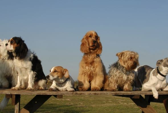 Si tienes planes de adquirir una mascota, no está de más conocer cuáles razas de perros vivirían más años, para tomar una mejor decisión.