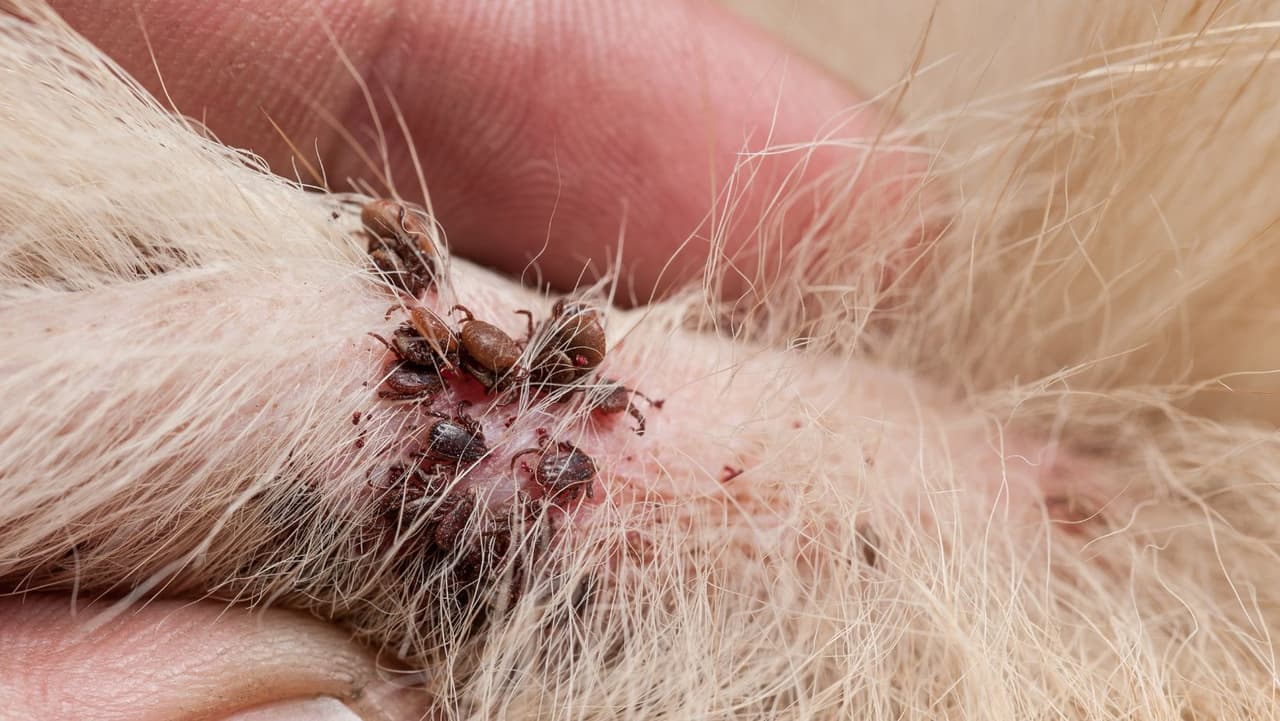 La 
<b>enfermedad de Lyme</b> es una enfermedad bacteriana que puede hacer que su perro tenga fiebre, pérdida de apetito, menos energía, rigidez y dolor en las articulaciones. Si no se trata, puede causar que su cachorro sufra insuficiencia renal o un paro cardíaco grave.
<br>