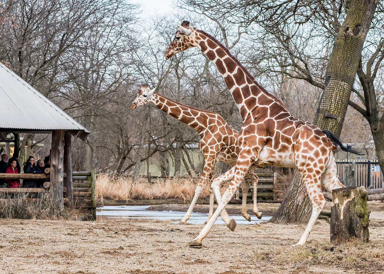 Las jirafas del zoológico de Brookfield, incluidas Arnieta (primer plano) y Potoka, tuvieron acceso a su hábitat al aire libre, hoy, 5 de marzo.