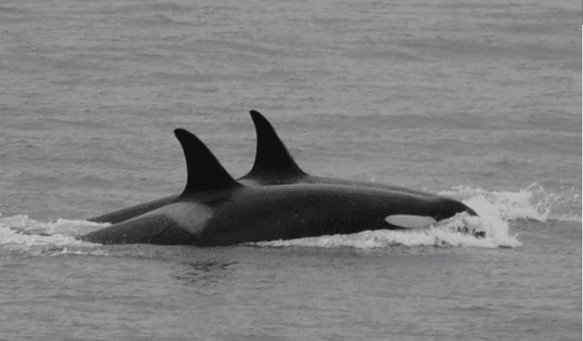 Tras 17 días de luto, la orca Tahlequah suelta el cadáver de su cría y vuelve a comer