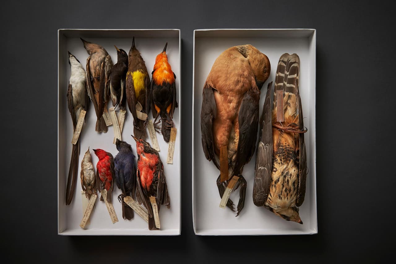 Esta es una selección de pájaros del Museo Nacional de Historia Natural del novelista y naturalista W.H. Hudson en Argentina, donde se utiliza para el estudio de especies.