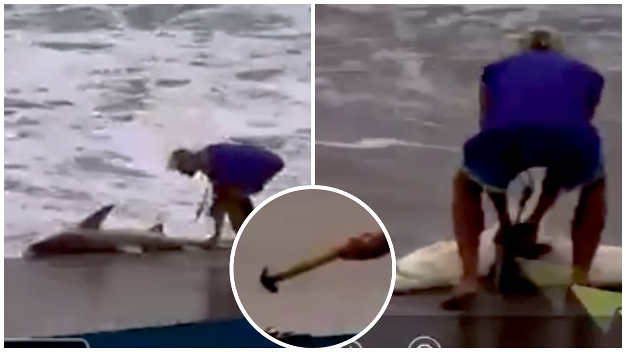 ¡Con un martillo! Captan a hombre golpeando a tiburón en la cabeza en playa de Florida