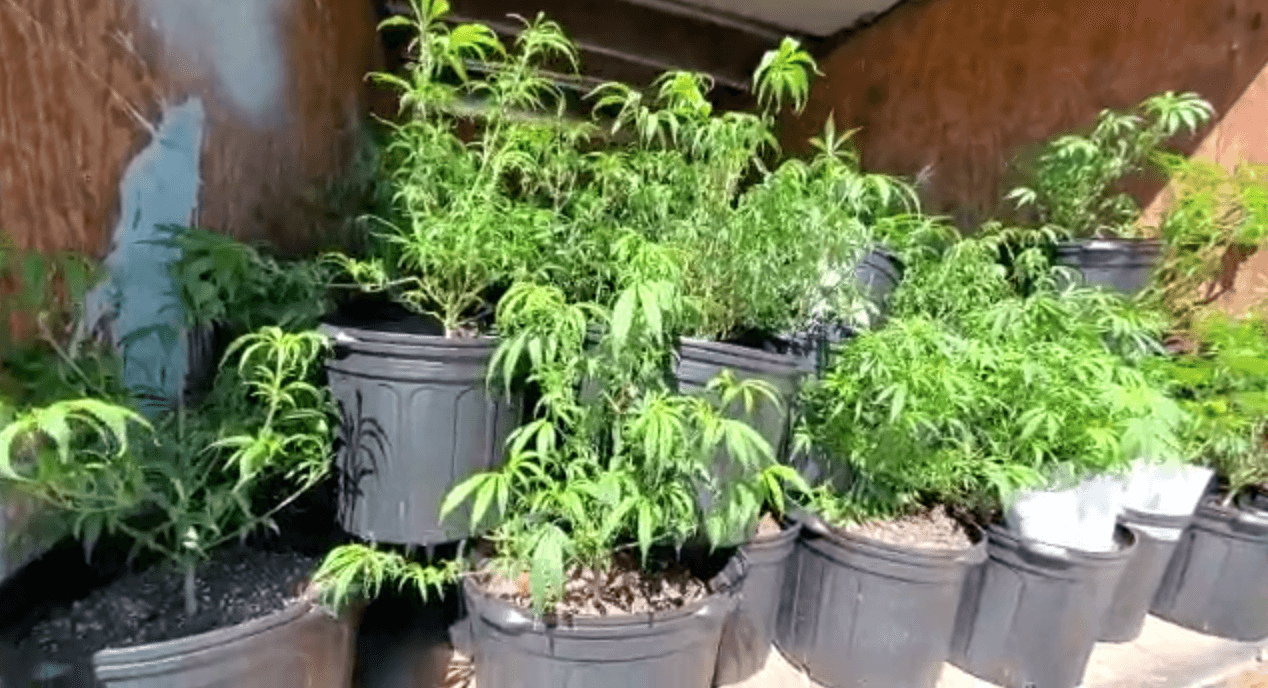 Ocupan invernadero de marihuana en residencia de Moca