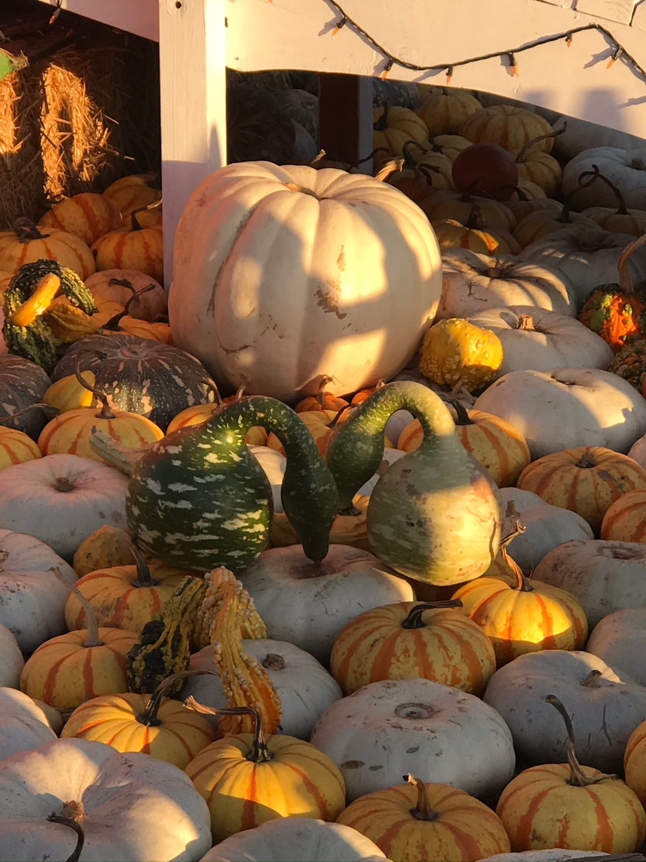 La imaginación no tiene límite cuando se trata de recrear un paraíso de calabazas.