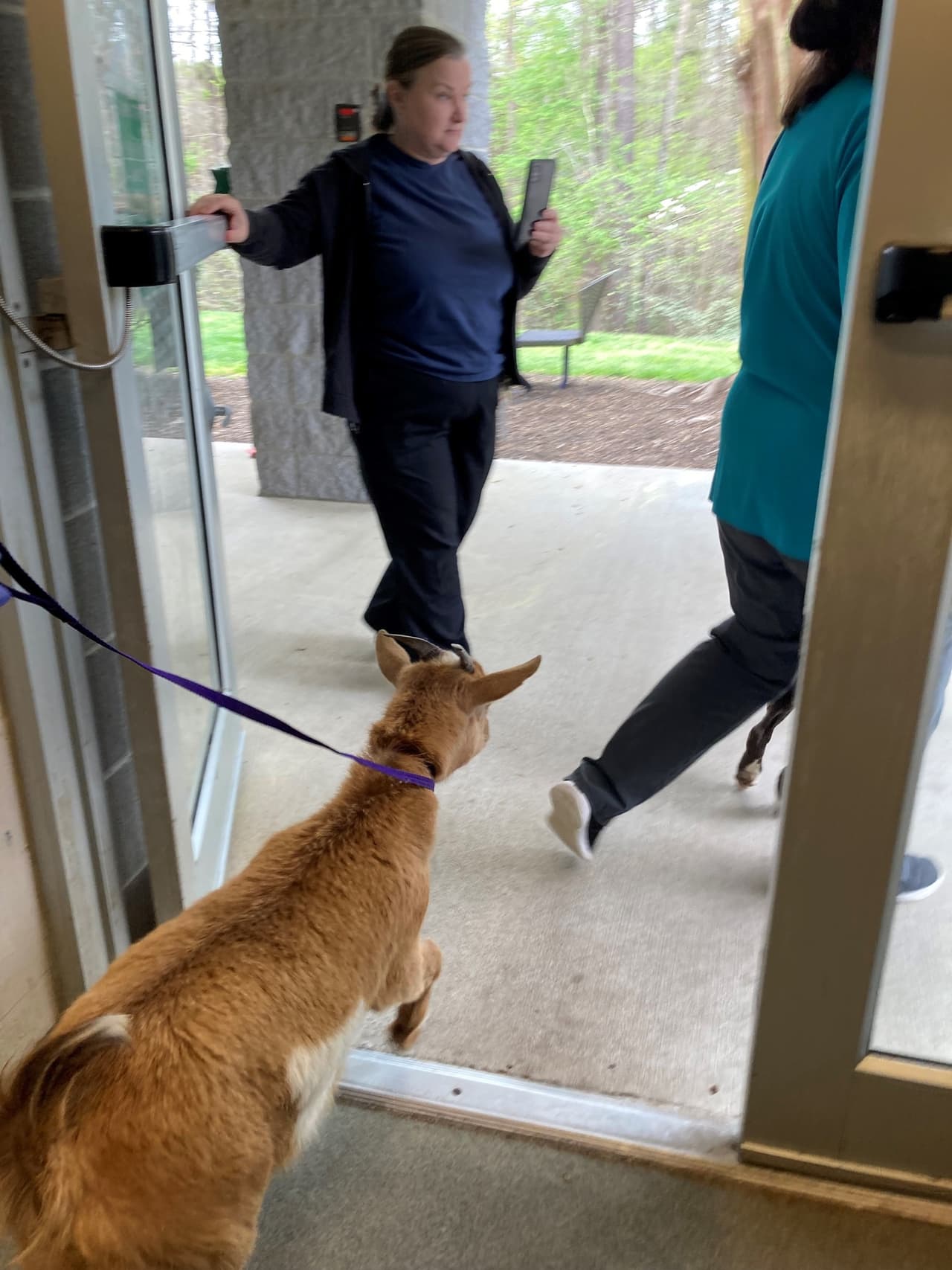 Los animales fueron entregados al refugio por su anterior dueño, que ya no podía cuidarlos. 
<a href="https://www.univision.com/local/north-carolina-wuvc/canela-felix-perro-cabra-cinnamon-amigos-refugio-centro-animales-condado-wake">Canela y Felix de inmediato llamaron la atención del personal y voluntarios</a>.