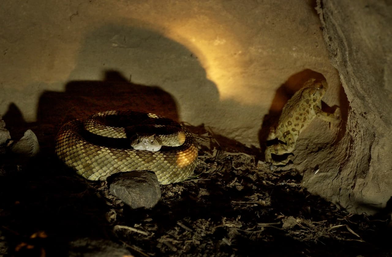 Nunca ande descalzo ni use sandalias cuando camine por áreas silvestres y con matorrales. Las serpientes de cascabel sobresaltadas pueden no sonar antes de atacar defensivamente.