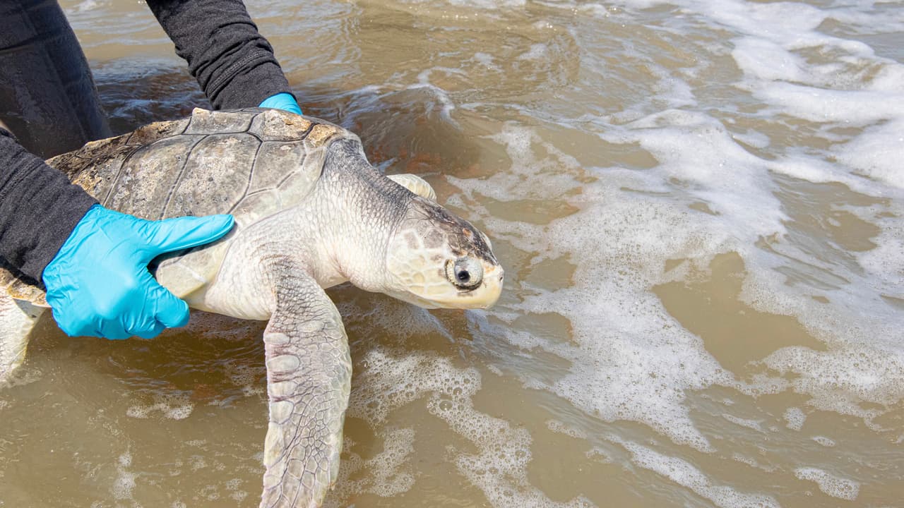 El zoológico continúa cuidando de otras tres tortugas marinas mientras se recuperan de la neumonía antes de que se les autorice a regresar al océano.
