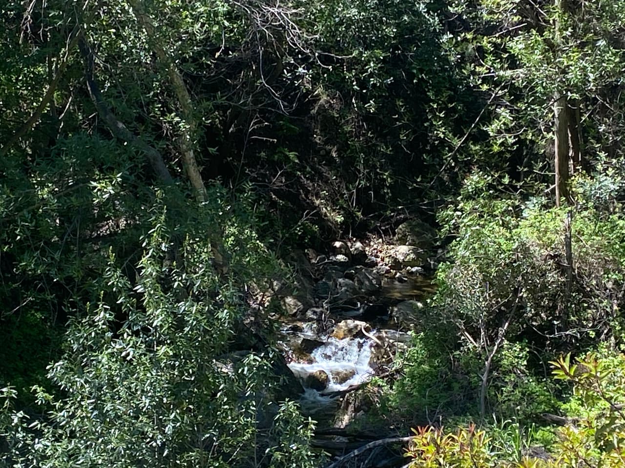 Las tormentas revivieron el esplendor de la vegetación y su desaparecida cascada, retomó su cause con más intensidad.