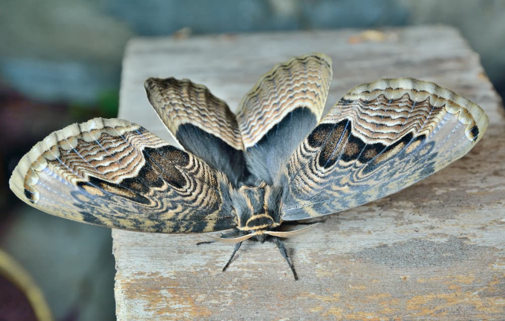 No sólo ocurre en lugares latinos. Por ejemplo, en Hawaii también tienen esta creencia, y piensan que si ven una mariposa negra o palomilla es señal de que viene un difunto a despedirse de ellos.
