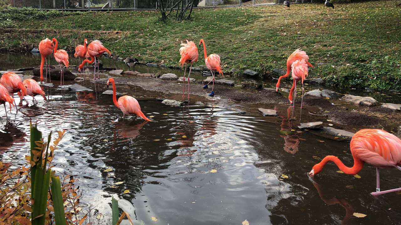 Alimentación|Sobre la dieta de estos animales, los flamencos comen plancton, insectos, crustáceos y algas. Todos estos son alimentos muy ricos en 
<b>carotenoides</b>, unos pigmentos naturales que les aportan el color rosado característico de su plumaje.
<br>
