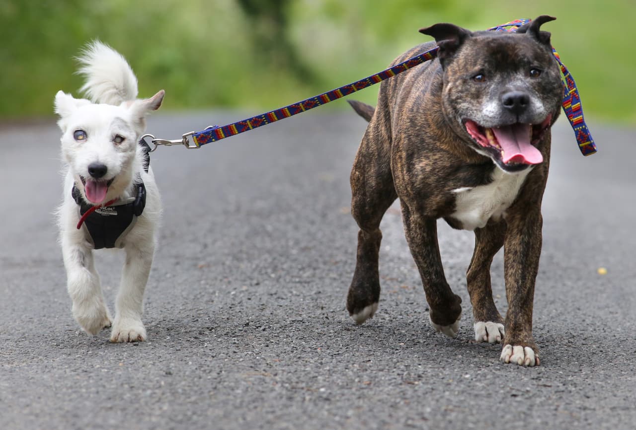 Ellos forman un fantástico y emotivo dúo.