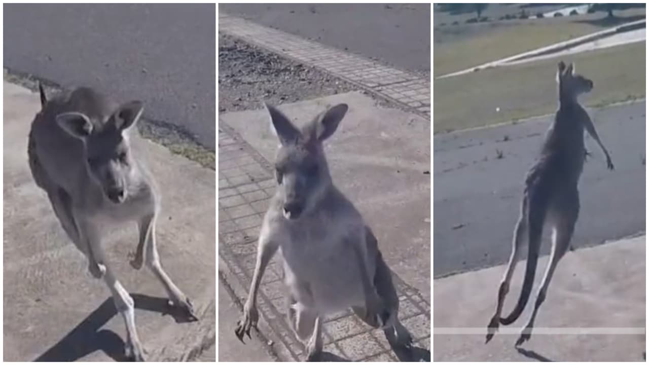 Después de atacar al paracaidista, el canguro escapó.