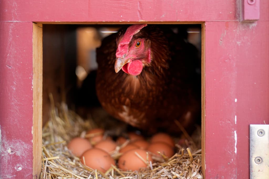 Alquiler de gallinas: la nueva tendencia ante el precio de los huevos en EEUU