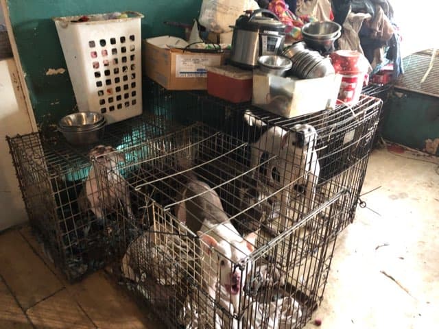 <br> Los cargos de crueldad hacia los animales se están llevando a cabo con base en la evidencia recopilada, dijo el sheriff del condado Union. "Se ha convertido en un caso e investigación multi jurisdiccional y multi estatal que conducirá a cargos criminales", aseguró.