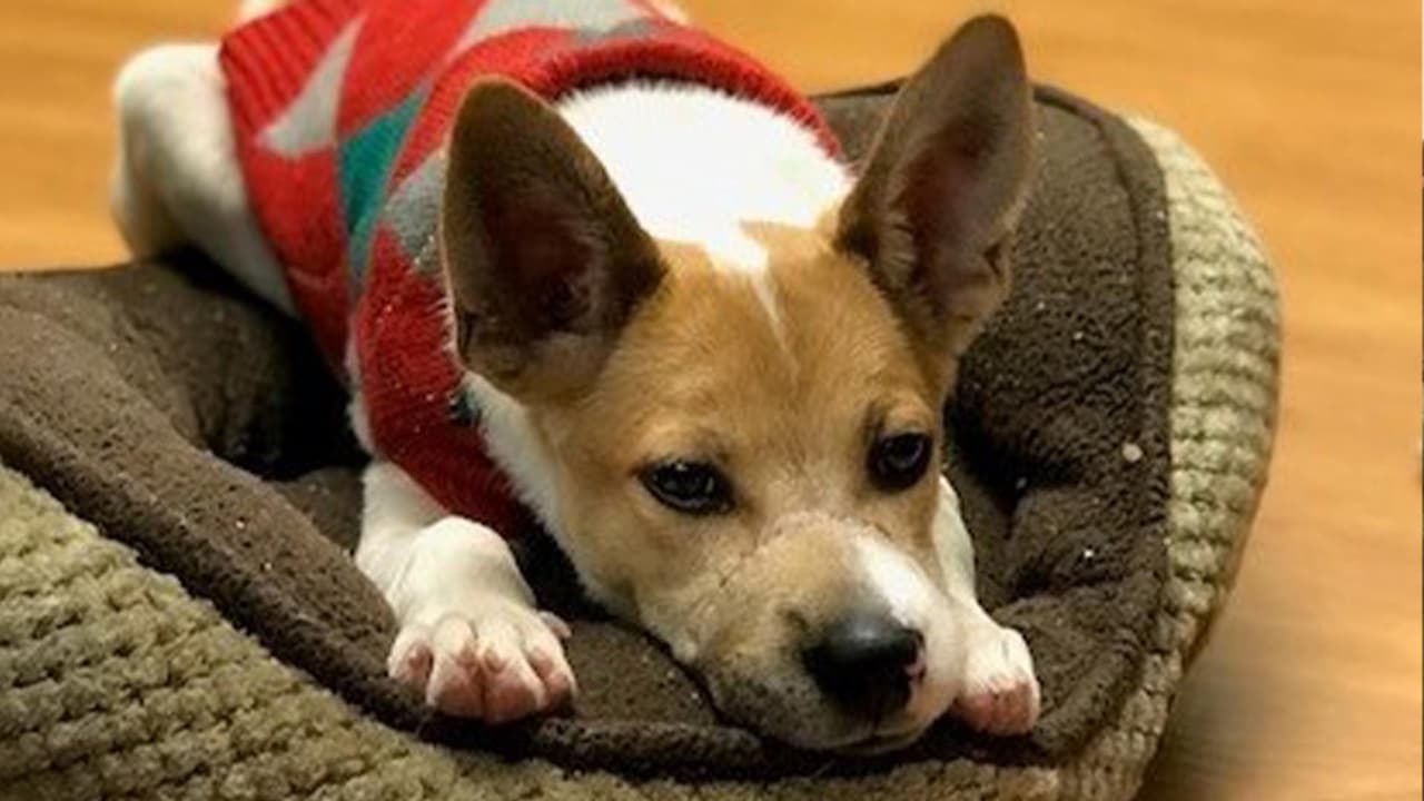 Semanas después de ser rescatado, Sharky está mejor aunque se le puede notar la cicatriz de la herida.