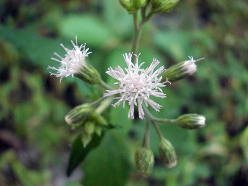 El rompezaragüey se usa comúnmente en varios rituales para quitar espíritus oscuros, limpiar la negatividad, envidias y alejar todas aquellas vibraciones negativas que entorpecen los asuntos de las personas.