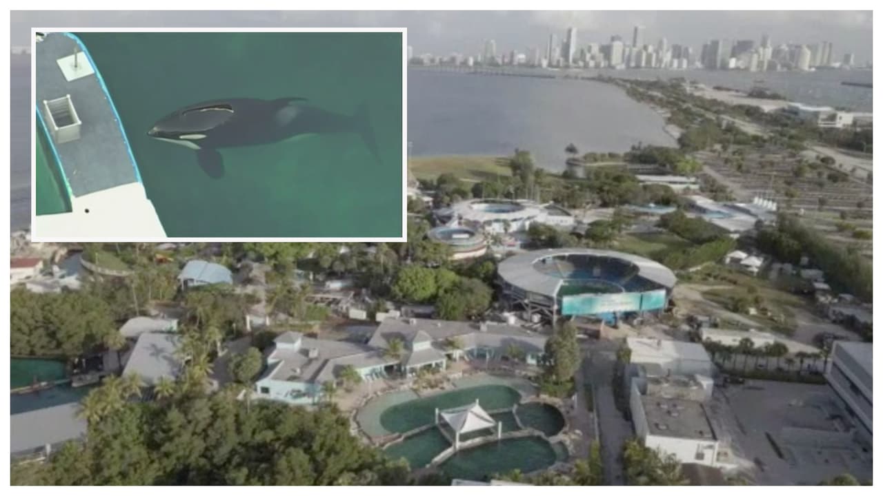 Llegan a acuerdo para trasladar a ballena Lolita del Seaquarium de Miami a su hábitat en el Océano Pacífico