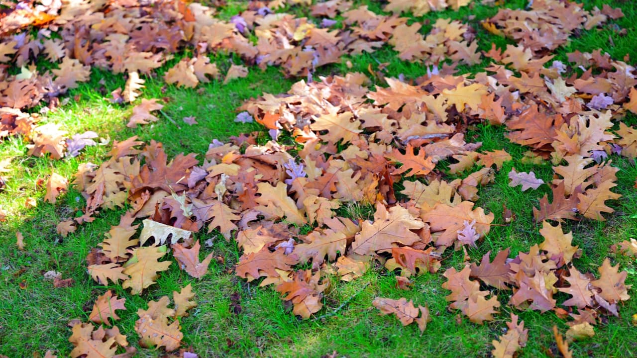 El Departamento de Parques de Nueva York dice que las hojas caídas no deben recogerse del suelo. "La hojarasca proporciona materia orgánica para un suelo más saludable. Además, es un hábitat para organismos microscópicos que ayudan a las plantas", explica el organismo.