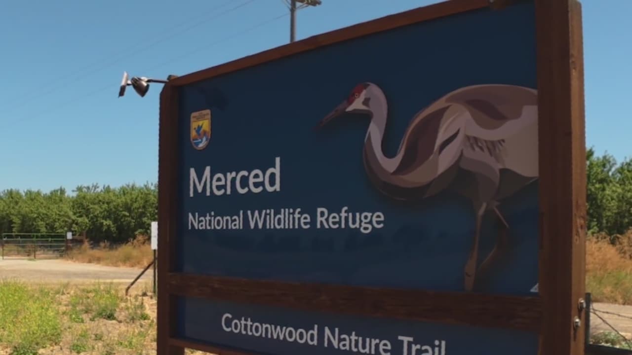 De la protección agrícola a santuario natural: La historia del Refugio de Vida Silvestre en Merced