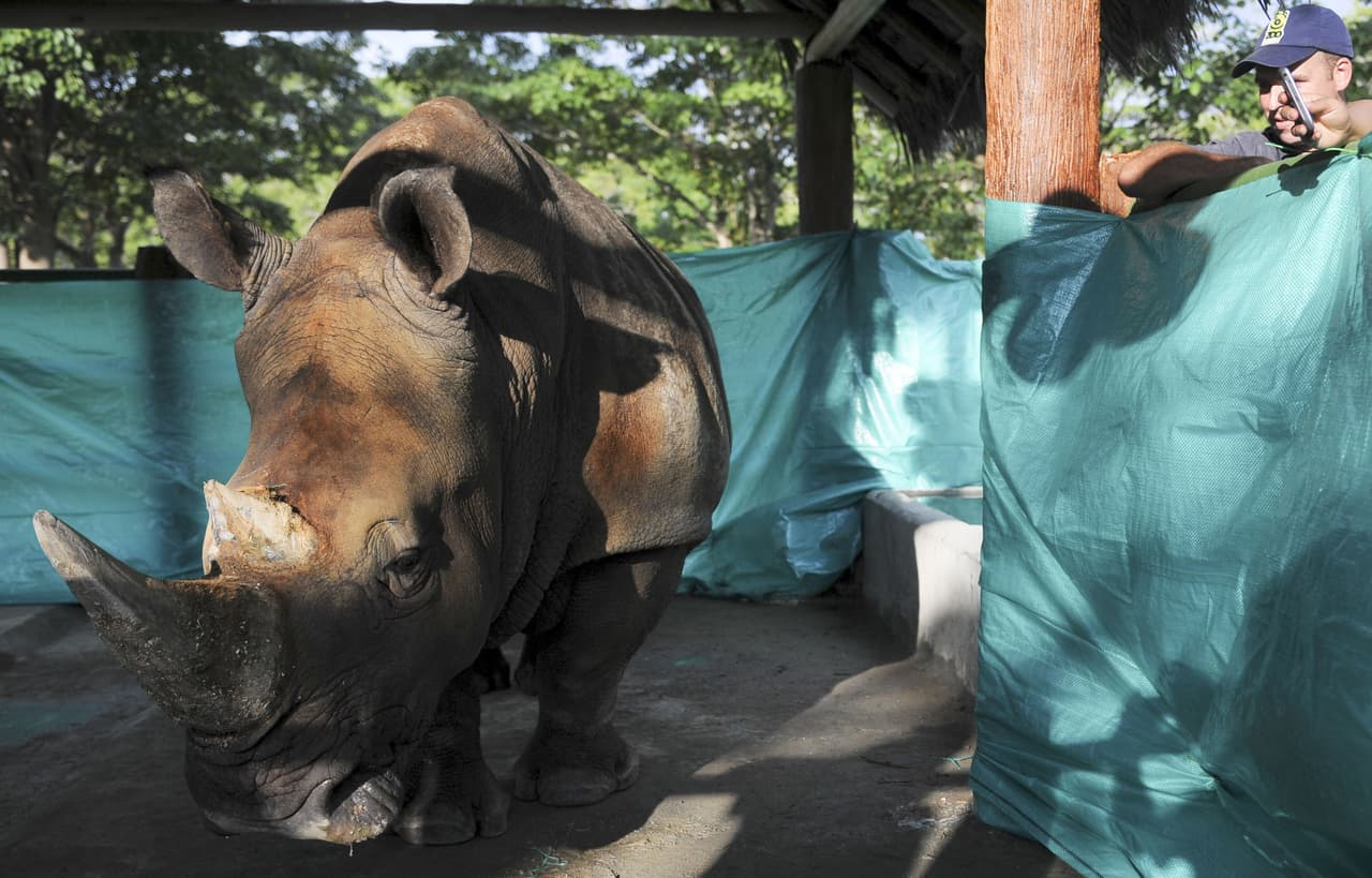 Algunos de los animales fueron adquiridos por Pablo Escobar.