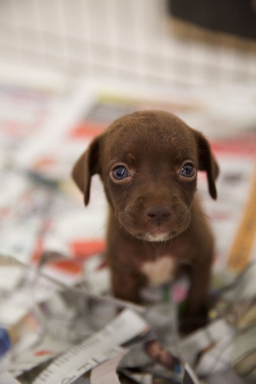 Los perros rescatados se encuentran en el refugio de animales de Corona y estarán disponibles para ser adoptados a partir del 12 de agosto.