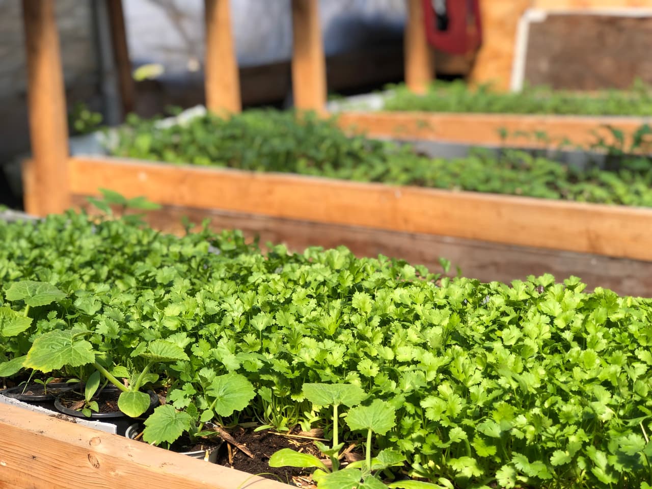 <a href="http://www.lvejo.org/" target="_blank">Semillas de Justicia garden</a> es un jardín de 1.5 acres donde florece una gran variedad de verduras, frutas, legumbres y flores para el disfrute de la comunidad. Se encuentra en 2727 S. Troy, en La Villita.