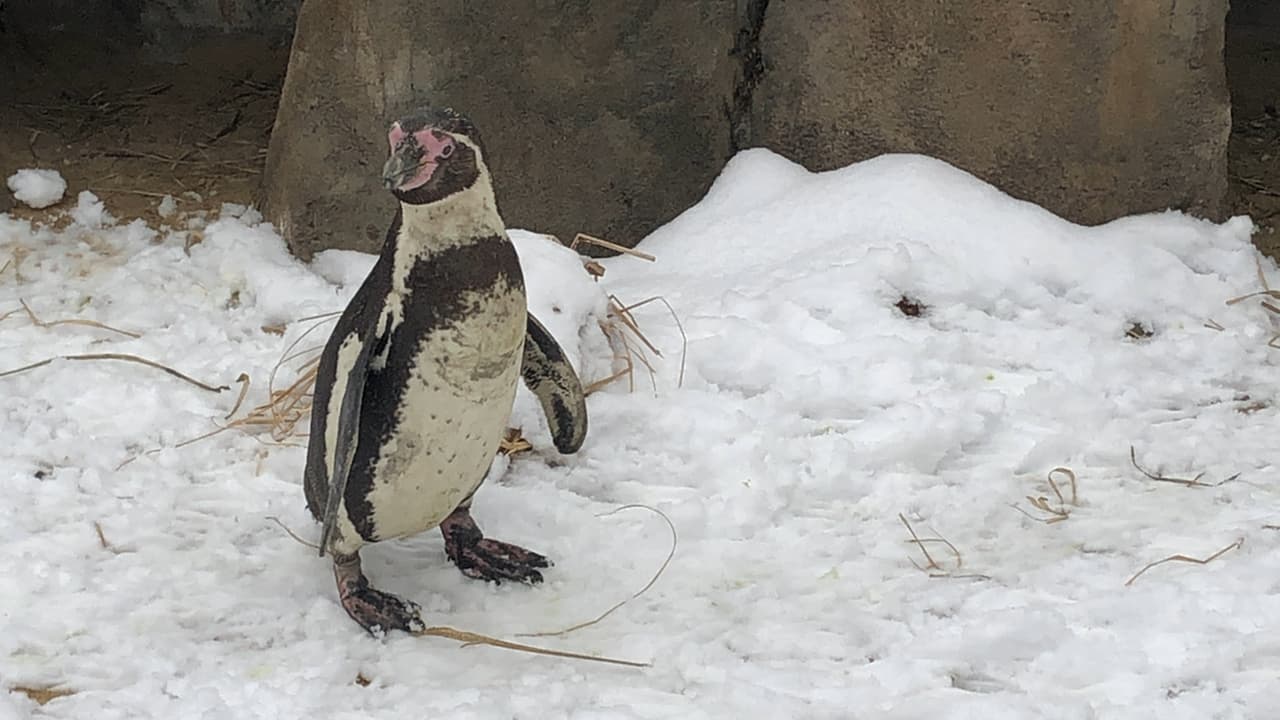 Es una especie social, de comportamiento tranquilo y pacífico la mayor parte del tiempo. Se sabe que incluso 
<b>no tiene ningún problema en convivir de modo cercano con aves más grandes</b>, como los pelícanos. Por esta y algunas otras razones más, el pingüino de Humboldt se adapta muy bien a la vida en cautiverio.
<br>
<br>
<br>