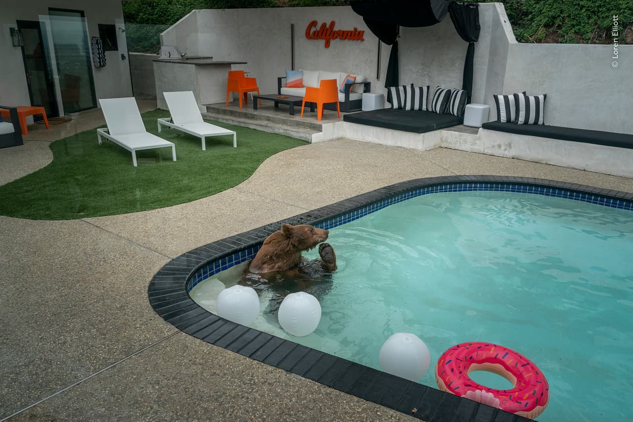 ¿Quién dijo que la vida salvaje no se puede encontrar en entornos humanos? «Diversión en la piscina», de Loren Elliott (EEUU) lo demuestra. 
<br>
<br>Con esta divertida imagen se hizo con la mención de honor en la categoría de fauna urbana.
<br>
<br>El oso negro que vemos en la fotografía se dio un chapuzón en una piscina del sur de California. Para capturarlo, Loren pasó muchas horas observando a través de la ventana de la cocina de un residente local que aseguró que los osos frecuentaban su jardín. «Lo que más me gusta es cómo muestra la habitual coexistencia entre la fauna silvestre y la vida residencial en el condado de Los Ángeles», comentó.
<br>
<br>En las zonas donde las urbanizaciones se han expandido hacia el hábitat de los osos, la convivencia entre humanos y estos animales resulta cada vez más compleja. El propietario es consciente de que vive en «territorio de osos» y se esfuerza por ser un residente responsable, asegurándose de no dejar comida al alcance de los animales y de mantener cerradas puertas y ventanas.
<br>
<br>La fotografía se tomó en Monrovia, California.