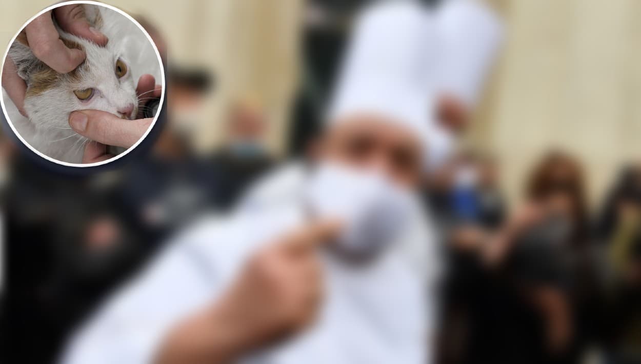 Gatos muertos y perros bajo amenaza: divorcio pone en guerra a chefs de famoso restaurante en Sunset Boulevard 