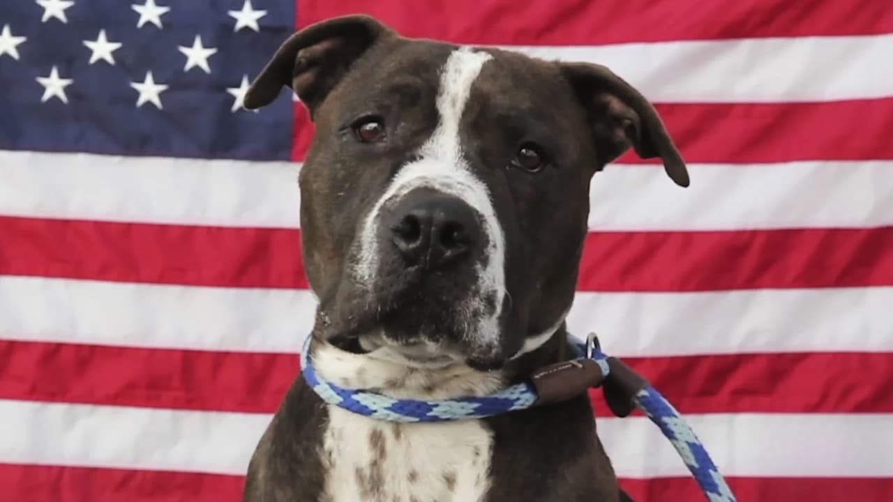 Hallan 29 perros más en casa del responsable del ataque canino en Condado Van Zandt: esto se sabe