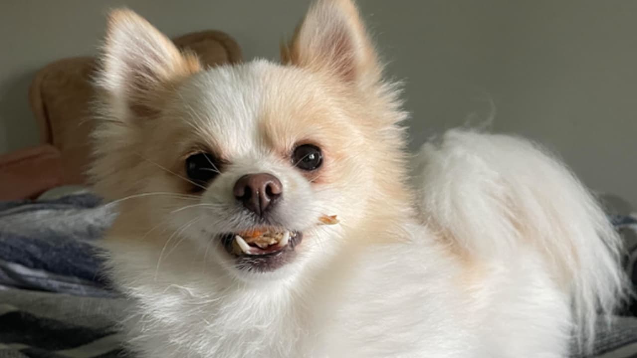 Comparte con Noticias 45 Houston las fotos de tus mascotas este 11 de julio