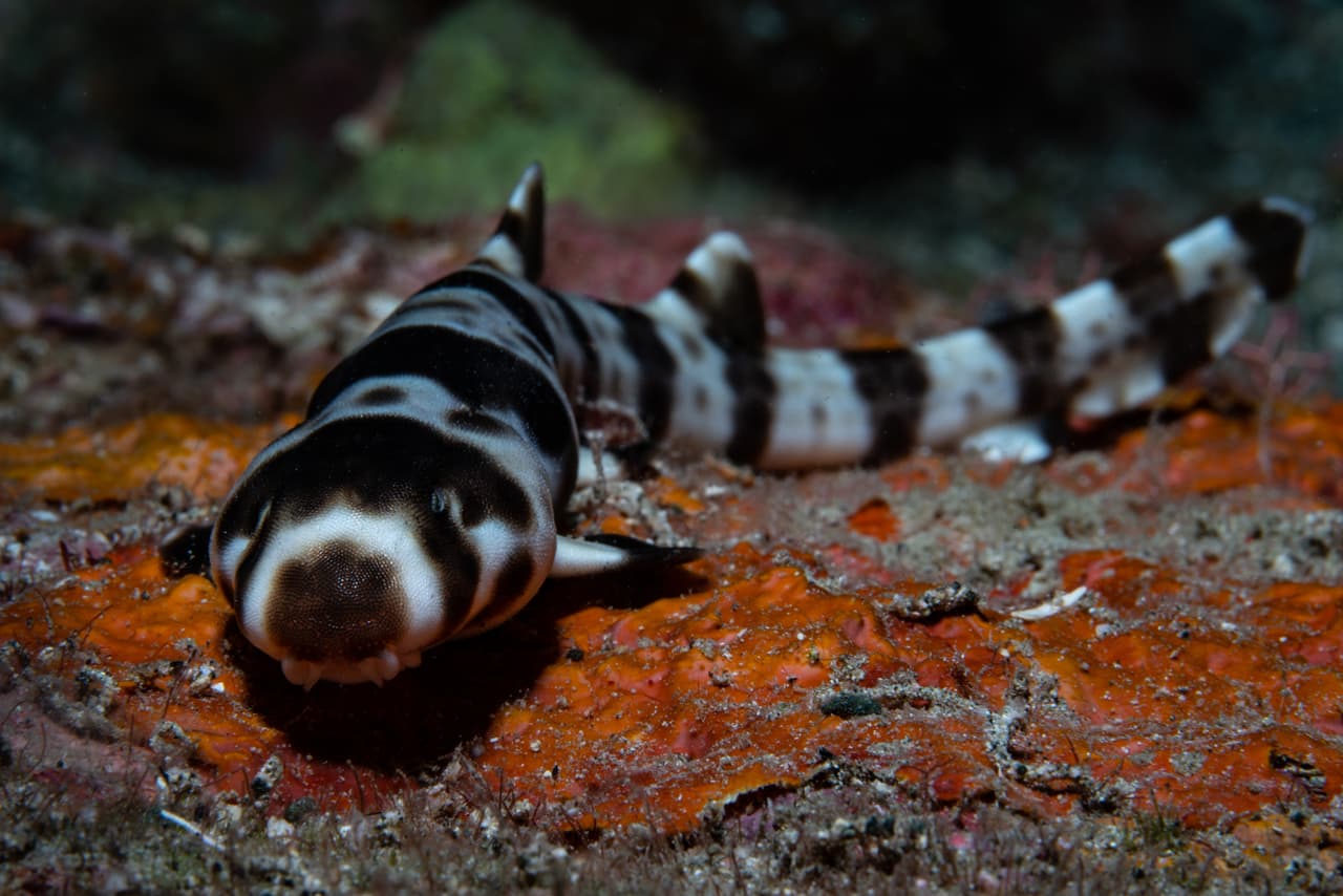 Descubren tiburones "que pueden caminar" cerca de la costa de Australia