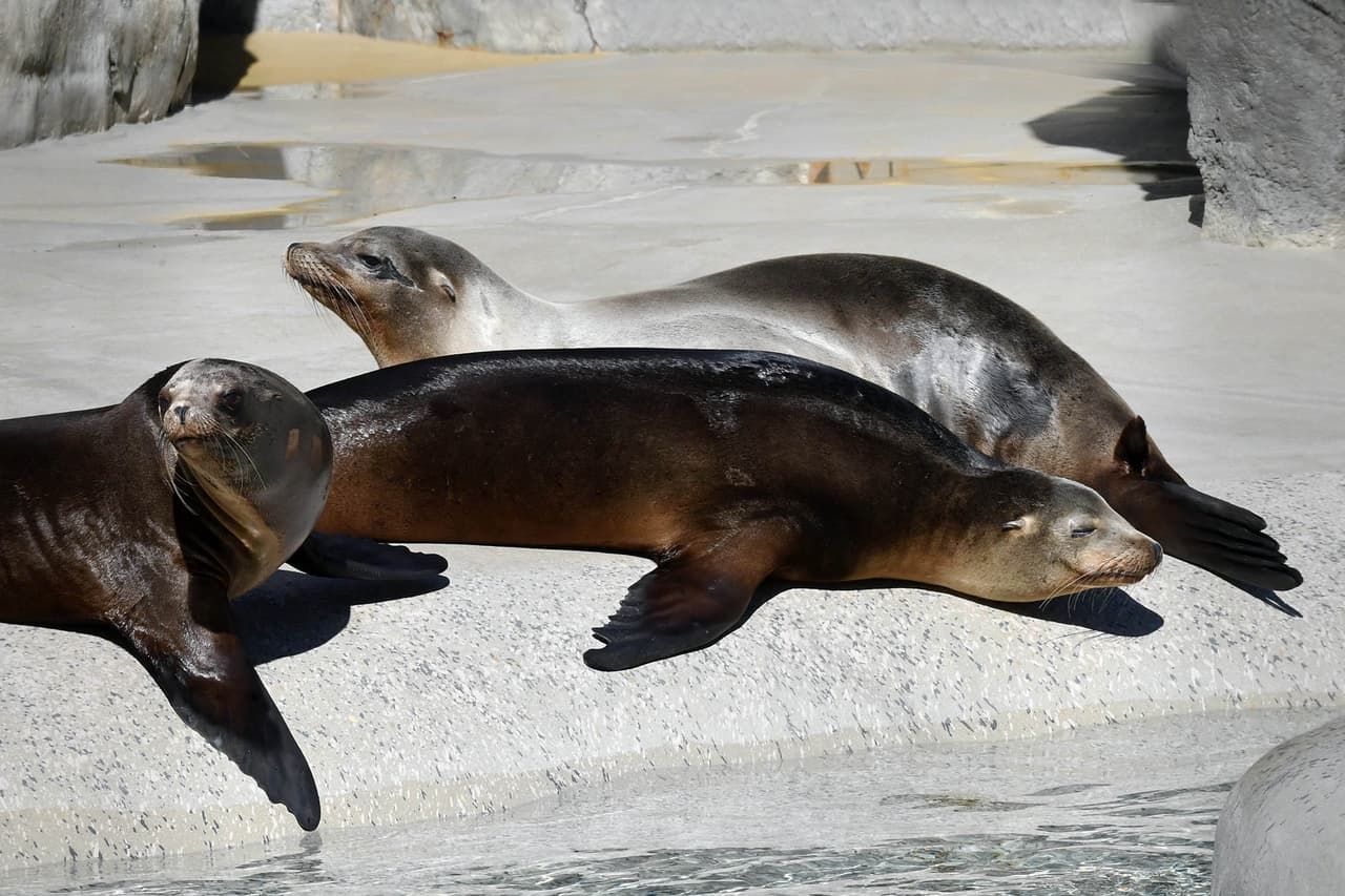 Los especialistas en cuidado de animales presentarán una o más de las criaturas carismáticas del zoológico cada día de la semana, compartirán muchos datos y responderán preguntas.
