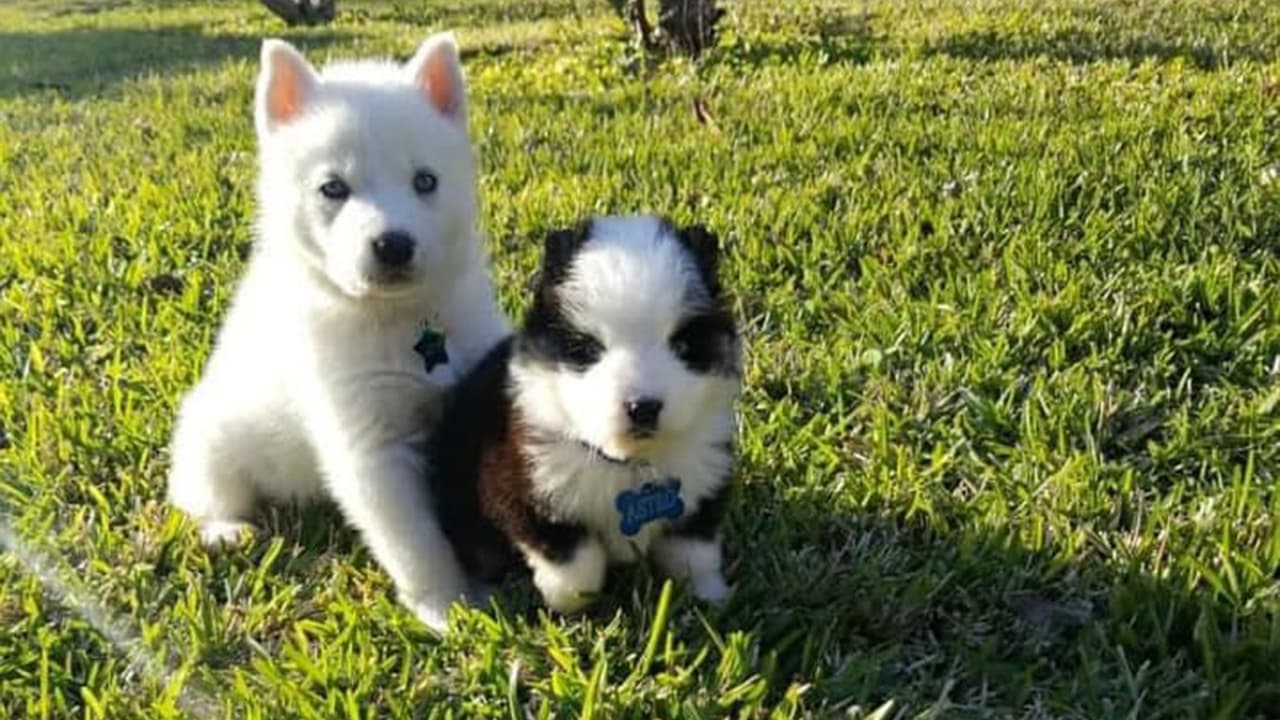 Además de fotos, los residentes de Houston enviaron también videos sobre sus peluditos.