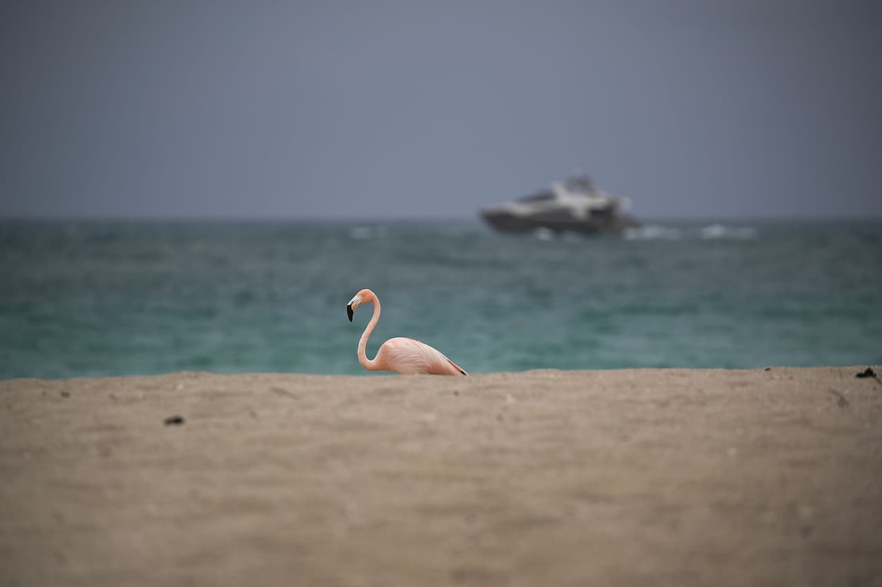 En un área de la playa de Haulover, el uso de ropa de baño es opcional, sin embargo también las personas pueden mantener su ropa si así lo desean.