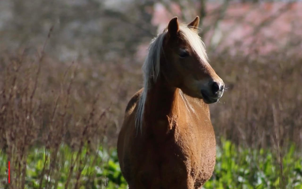 Las autoridades piden a la comunidad reportar cualquier caso de crueldad animal al 832-927-PAWS, 713-222-TIPS (8477) o a través de la página de internet de 
<b><a href="https://crime-stoppers.org/" target="_blank">Crime Stoppers</a></b>.