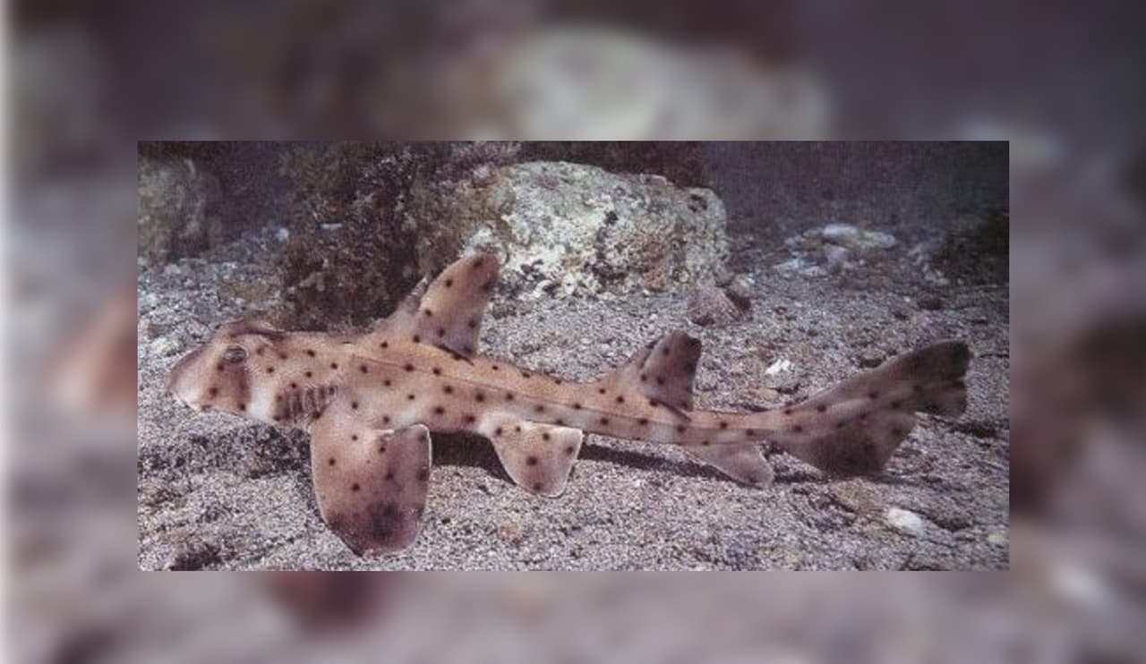 El tiburón cornudo que desapareció mide 16 pulgadas.