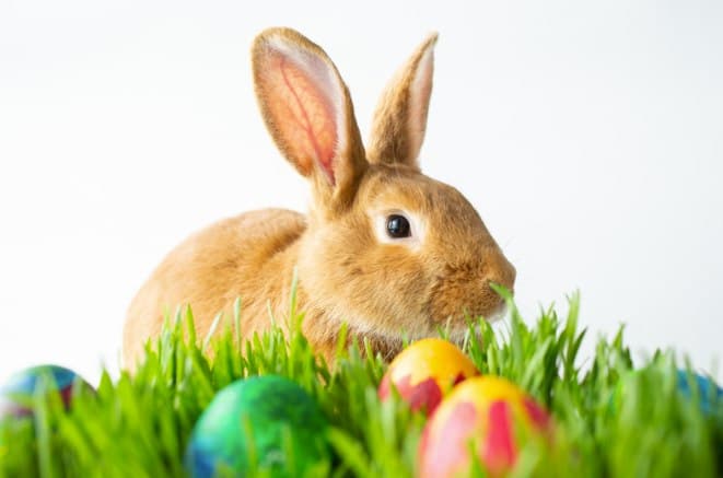 <a href="https://www.eventbrite.com/e/photos-with-the-easter-bunny-petting-zoo-tickets-566796984037?discoveratlanta"><b>Photos with the Easter Bunny & Petting Zoo (9 de abril)</b></a>. Con tu entrada que vale $ 5 por persona te podrás tomar una foto profesional con el Conejo de Pascua y disfrutar de un zoológico de mascotas en el hotel Bellyard de Atlanta. Los boletos estarán disponibles para su compra en la puerta.