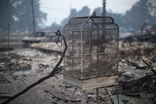 El incendio ha consumido más de 60,000 acres y ha destruido cientos de casas en el norte de California.