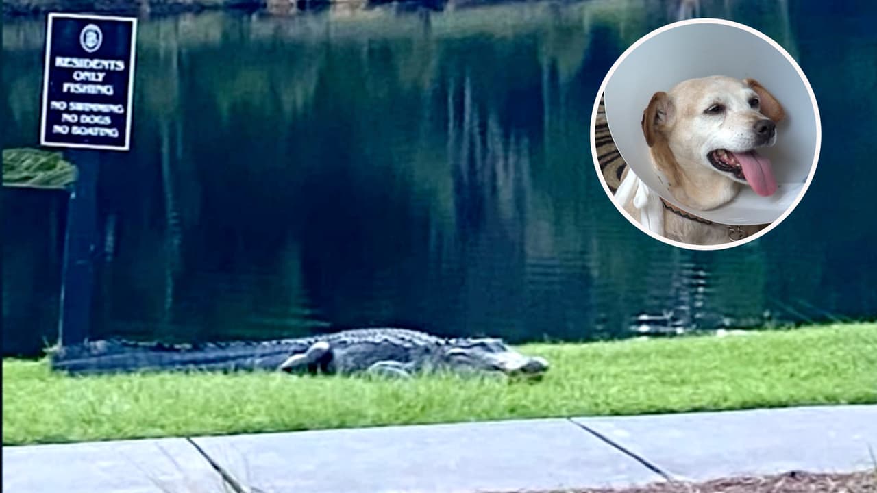 Hombre de Carolina del Sur lucha contra caimán para salvar a su perro 