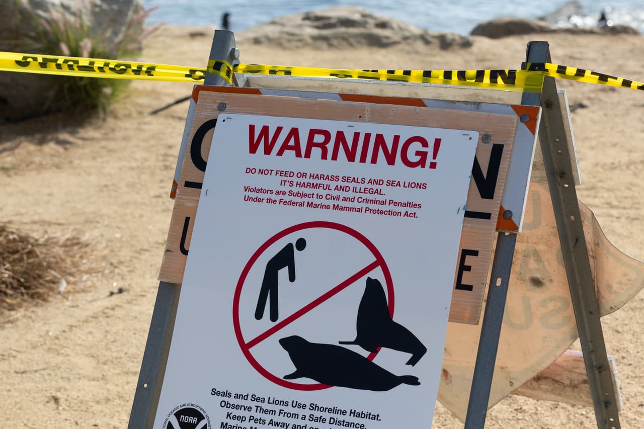 La División de Parques de la Ciudad de Monterey anunció que cerraría la Playa San Carlos el lunes 19 de agosto temporalmente debido a la multitud de leones marinos. “Publicaremos nuevamente cuando la playa vuelva a abrir. Gracias por respetar el cierre”, indicaron las autoridades.