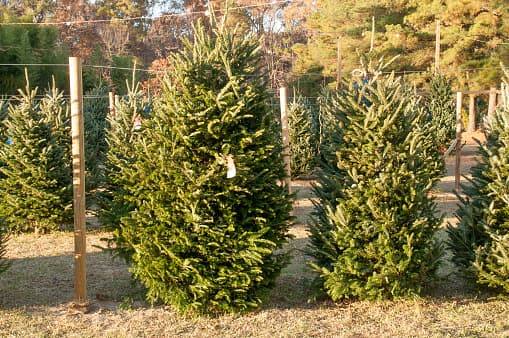 <b>Evergreen Farms Christmas Trees</b> 
<br>242 Monkey Road 1200, Elgin, TX 78621 
<br>
<br>Esta granja ofrece árboles de Navidad listos para cortar, coronas de Navidad, guirnaldas y decoraciones navideñas. El lugar ofrece café caliente gratis, sidra caliente gratis, tienda de regalos, baños y área de picnic. 
<br>
<br>Abre justo el viernes después del Día de Acción de Gracias hasta Nochebuena.