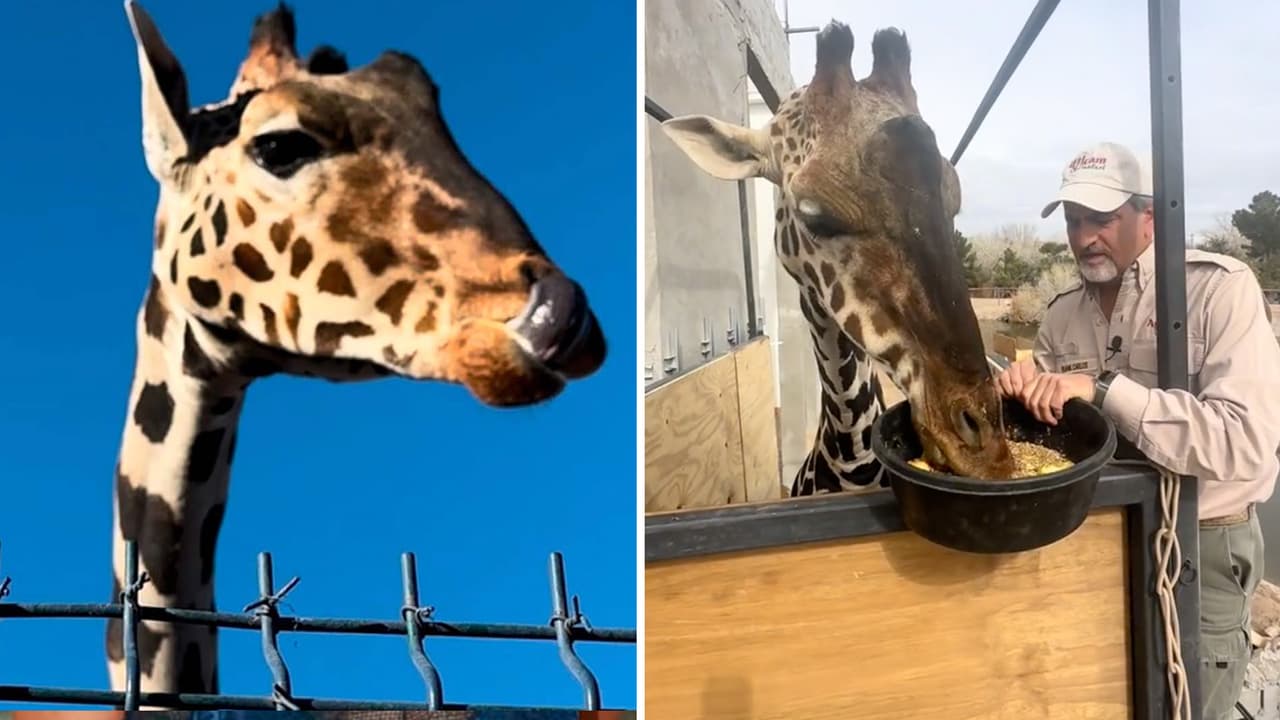 La jirafa Benito ya no pasará frío: por fin tendrá un 'hogar' con todo lo que necesita