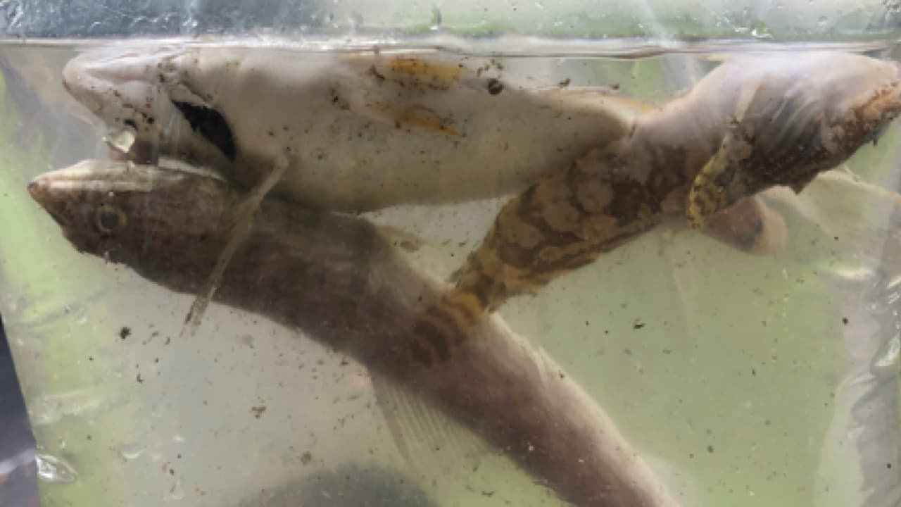 Los científicos de Miami Waterkeeper dijeron que “han estado advirtiendo sobre un punto de inflexión en la Bahía de Biscayne durante años”. 
<br>