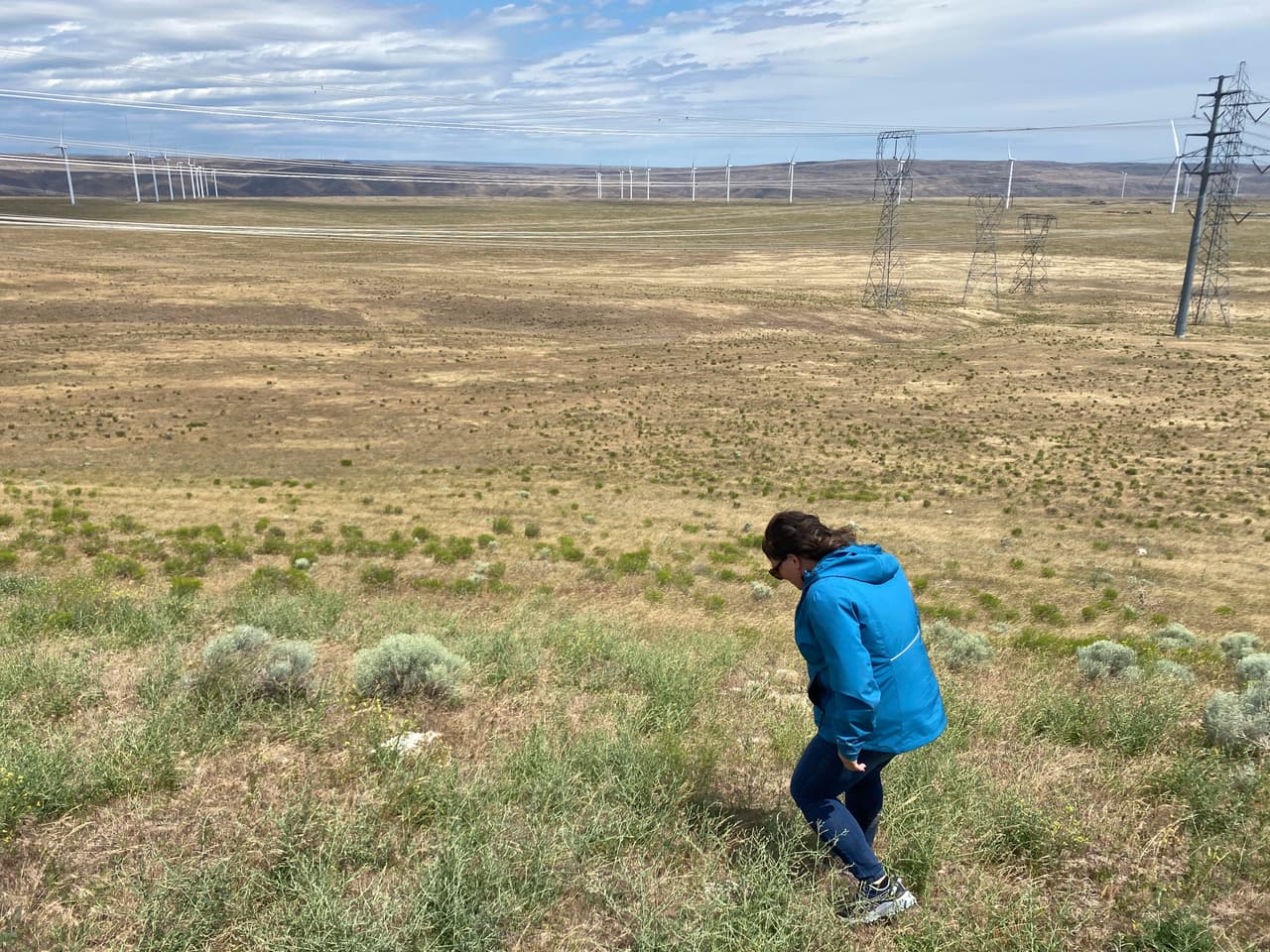 El estado de Oregon destinó cinco millones de dólares para combatir el problema de grillos mormones y saltamontes en los campos. Un presupuesto adicional de 1.2 millones fue aprobado a inicios de este mes.
