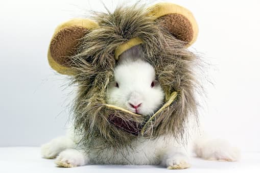 Las canciones de Halloween como 'Trick or treat' puede ser divertido para la familia, pero el sonido constante del timbre puede asustar a su mascota. Proporcione un lugar tranquilo y seguro para que su mascota se relaje. Este consejo es útil si también tienes una fiesta de Halloween.