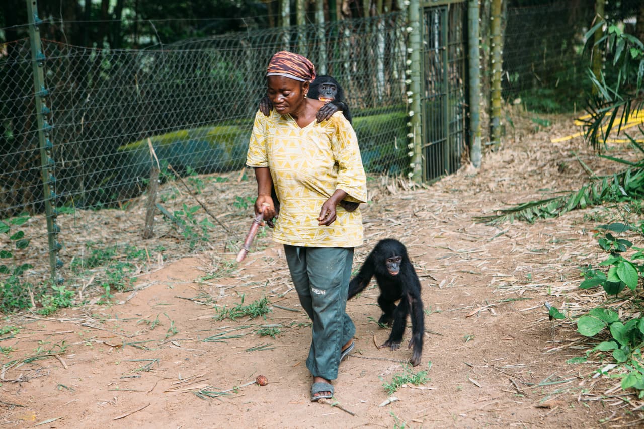Desafortunadamente, debido a la caza furtiva, los bonobos bebé a menudo quedan huérfanos. En Lola Ya Bonobo estos bebés están bajo el cuidado de quienes son nombradas ‘las Mamás’. Se trata de mujeres que cuidan de ellos día y noche, les proporcionan su amor y afecto y que a menudo forman vínculos tan fuertes con los bebés que es doloroso cuando llega el momento de dejarlos ir.