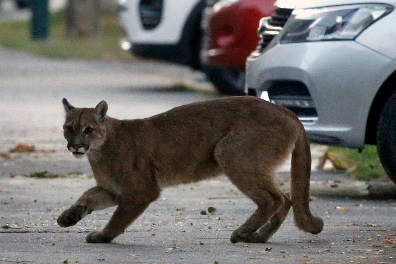 En Santiago, Chile, algunos pumas que habitan en las montañas de las afueras de la ciudad han sido vistos en las calles desiertas por la cuarentena contra el 
<a href="https://www.univision.com/temas/coronavirus">covid-19.</a> Los animales han sido 
<a href="https://www.univision.com/noticias/capturan-a-dos-pumas-paseando-por-las-calles-de-santiago-de-chile-desiertas-por-el-coronavirus-video"><u>capturados por las autoridades</u></a> y regresados a su a hábitat natural. 24 de marzo. 
<a href="https://www.univision.com/noticias/salud/mapa-actualizado-del-coronavirus-cifras-de-casos-confirmados-y-fallecidos">Vea nuestro mapa actualizado del coronavirus: cifras de casos confirmados y fallecidos</a>
