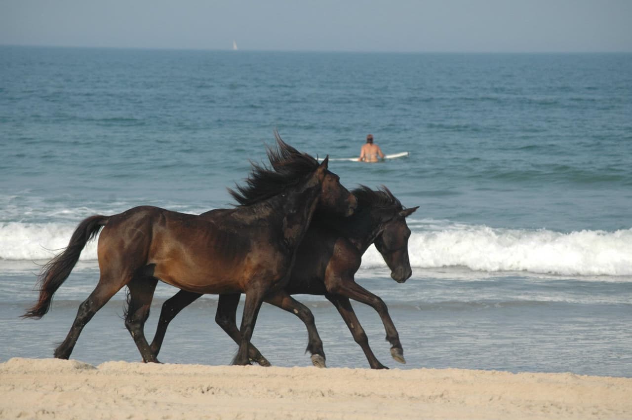 Esta área de los Outer Banks de Currituck ha sido nombrada varias veces como una de las playas más apartadas de Estados Unidos y es donde los legendarios caballos salvajes Corolla han deambulado libres durante siglos.